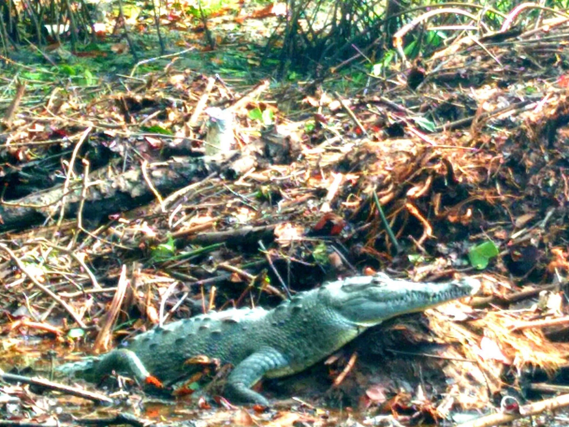 A crocodile is laying on the ground in the woods
