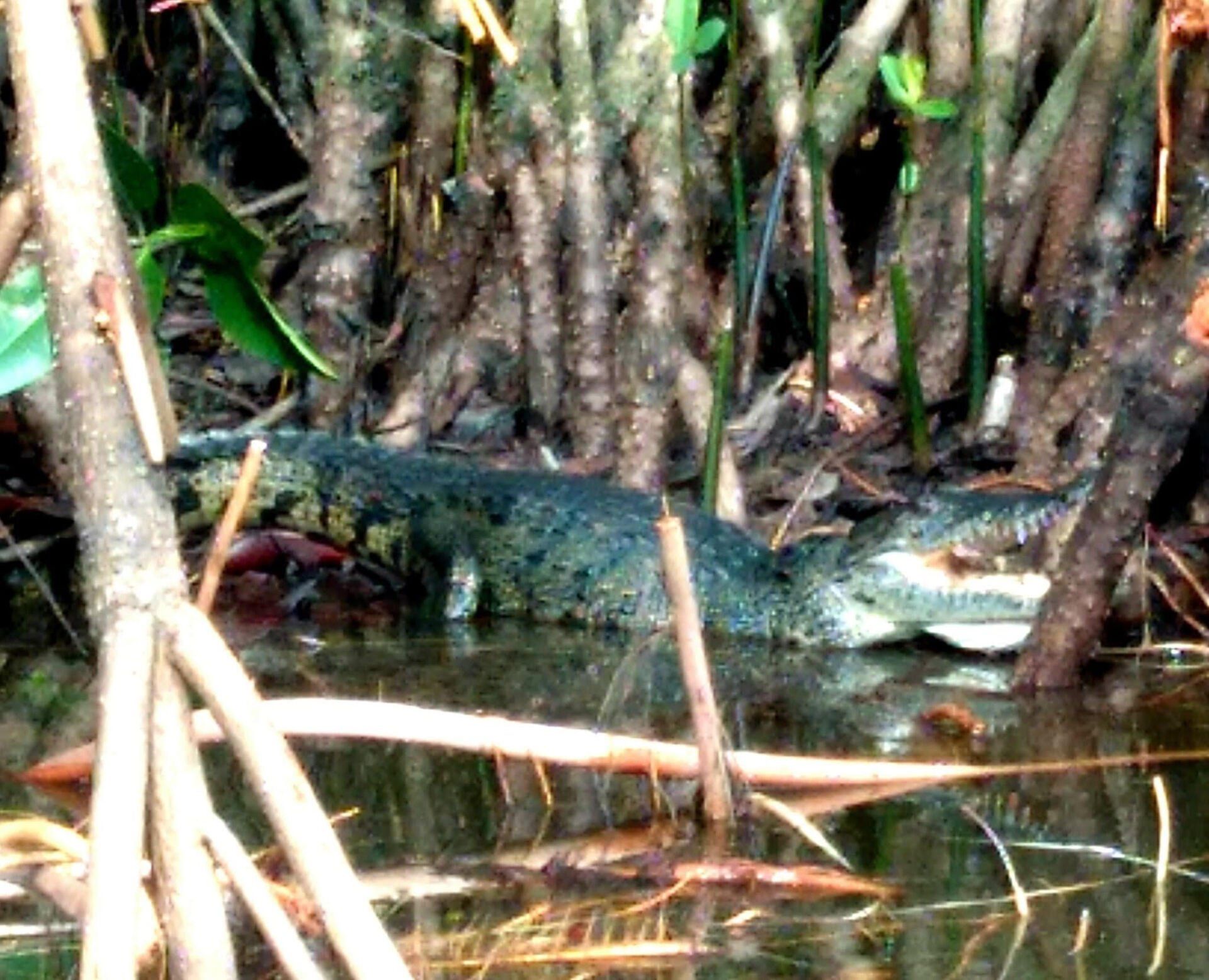 A crocodile is laying in the water surrounded by trees