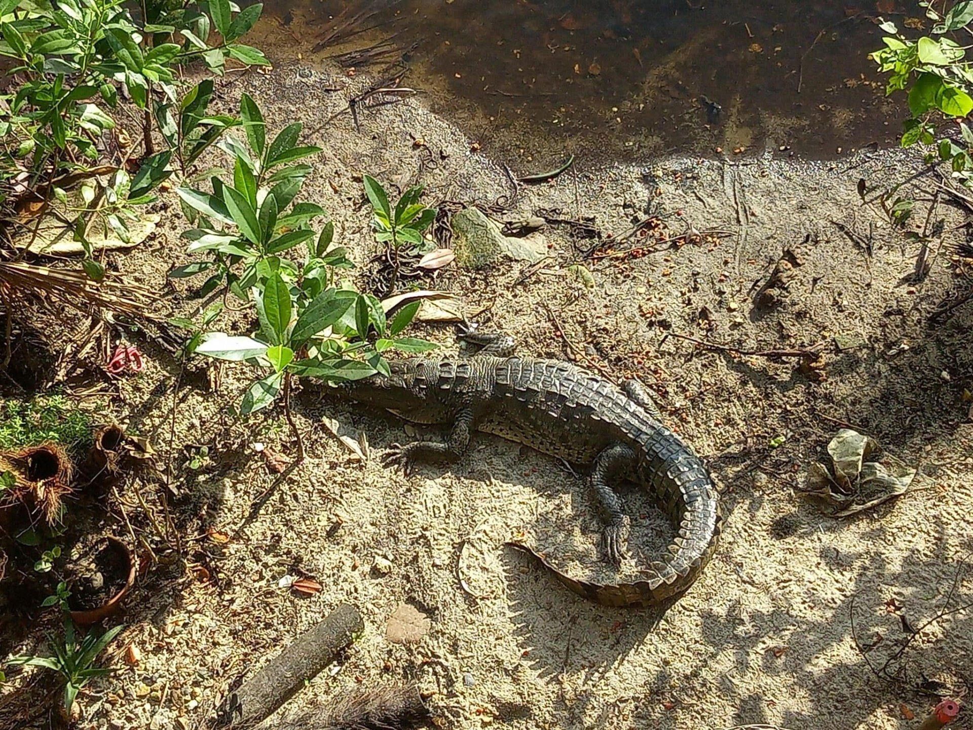 A lizard is laying on the ground next to a body of water.
