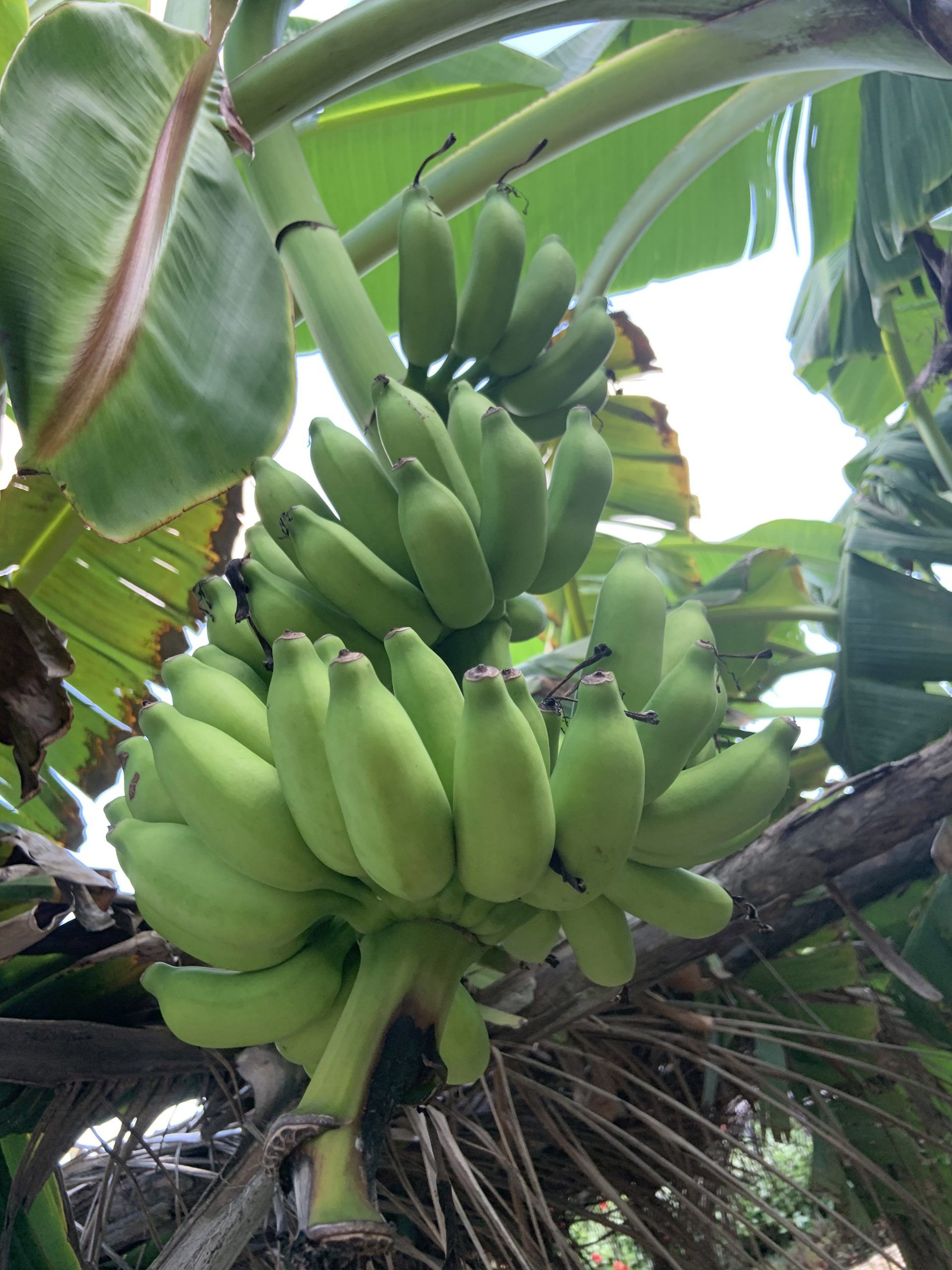 A bunch of green bananas growing on a tree