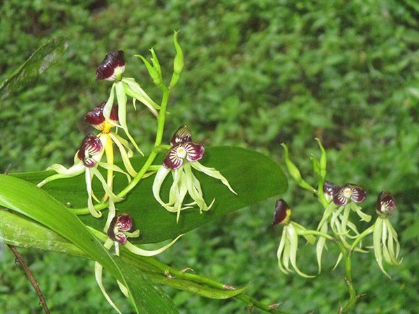 A close up of a plant with purple and yellow flowers