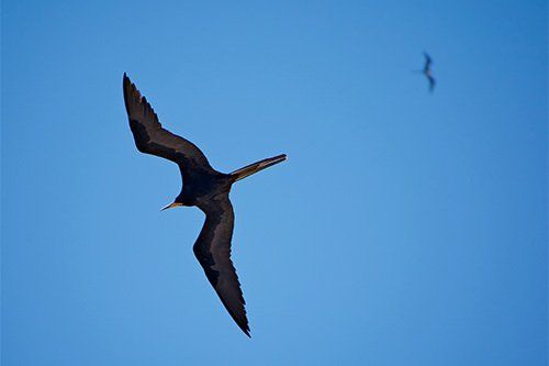 Two birds are flying in a blue sky.