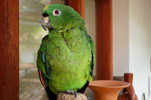 A green parrot is perched on a rock next to a vase.