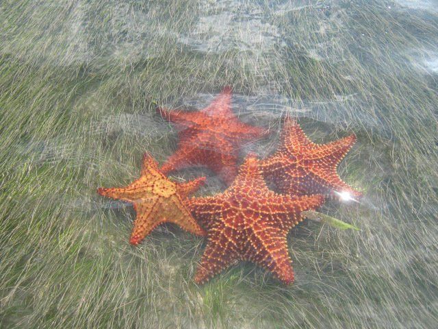 Three starfish are floating on top of a shallow body of water.
