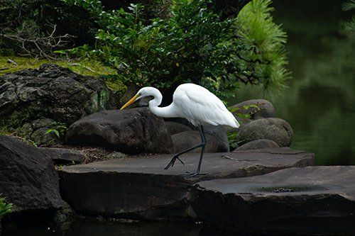 A white bird is standing on a rock near a body of water.