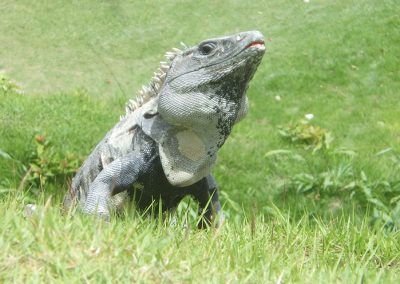 A lizard is standing in the grass with its mouth open.
