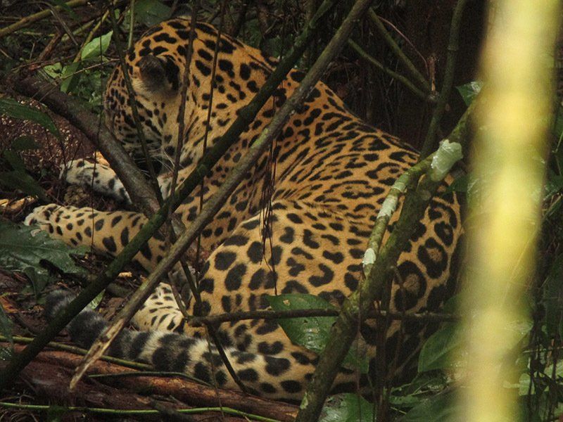A leopard is laying down in the woods.