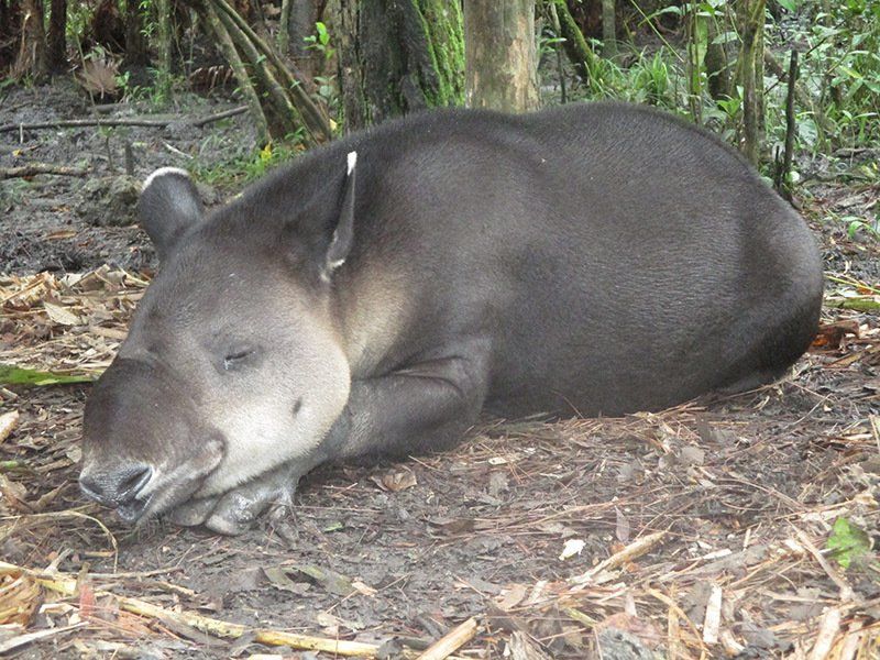 A large black animal is laying down in the dirt