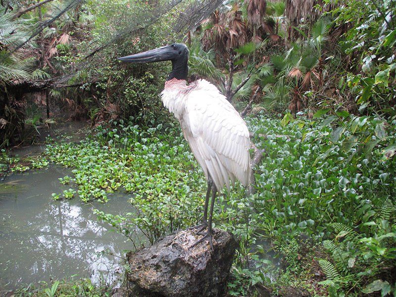 A bird with a long beak is standing on a rock near a pond.