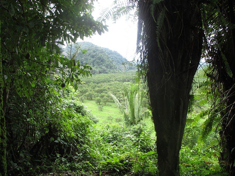 A lush green forest with mountains in the background