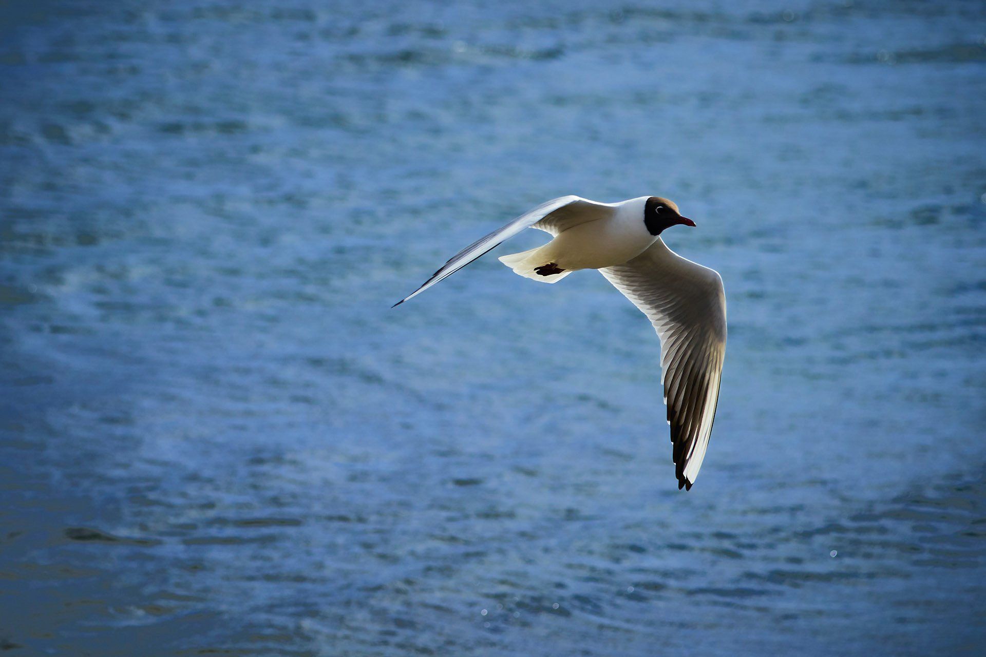 A seagull is flying over a body of water.