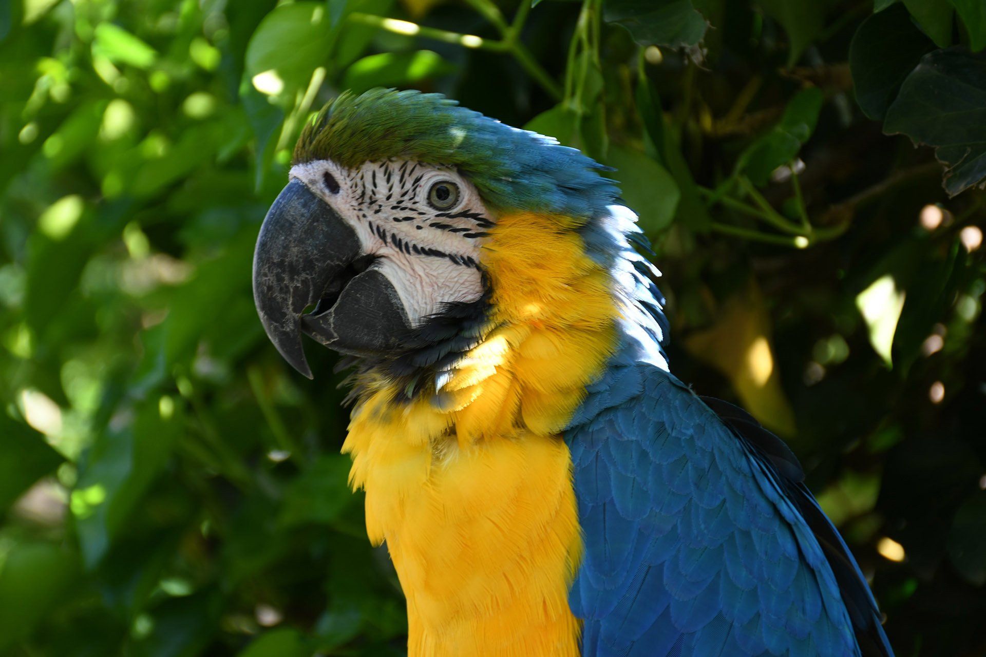 A blue and yellow parrot is perched on a tree branch.