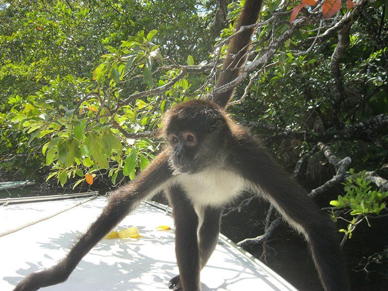 A monkey is standing on a white surface with its arms outstretched