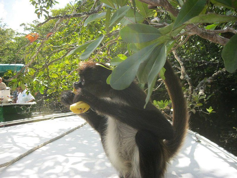 A monkey is eating a banana from a tree branch