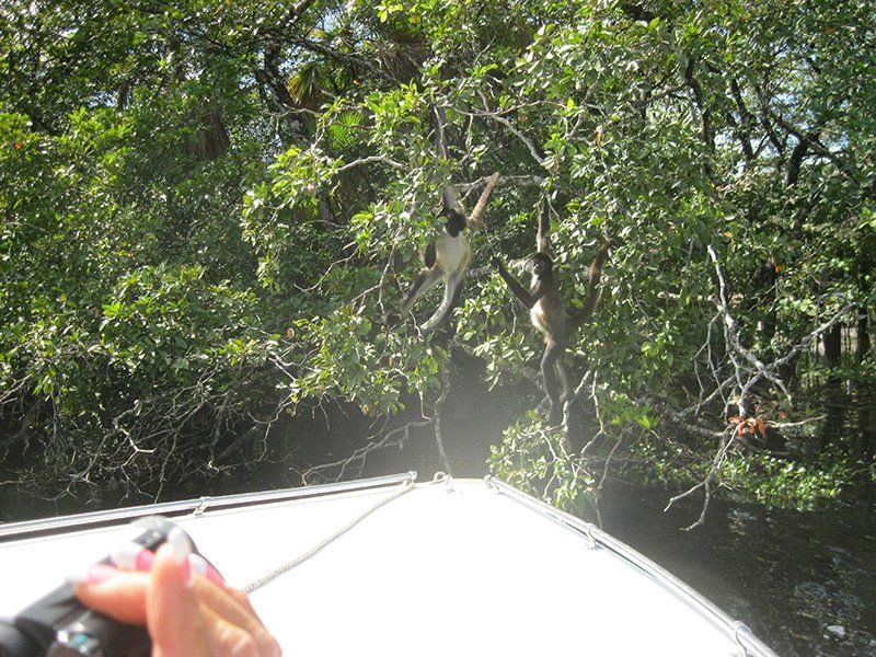 A person taking a picture of a monkey hanging from a tree