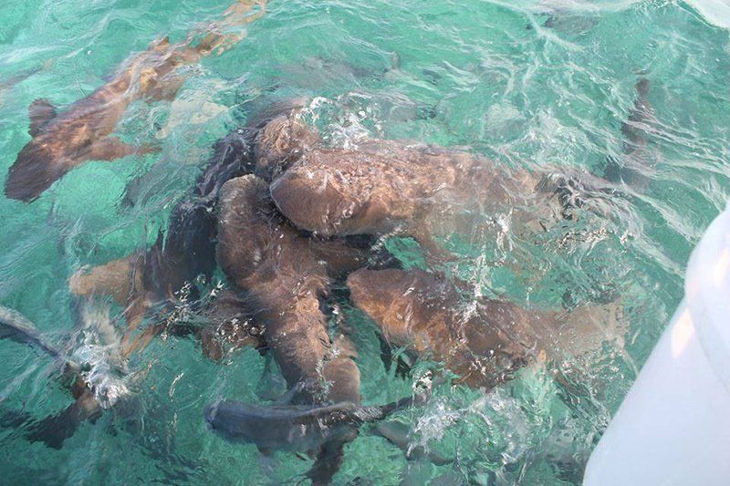 A group of sharks are swimming in the ocean near a boat.