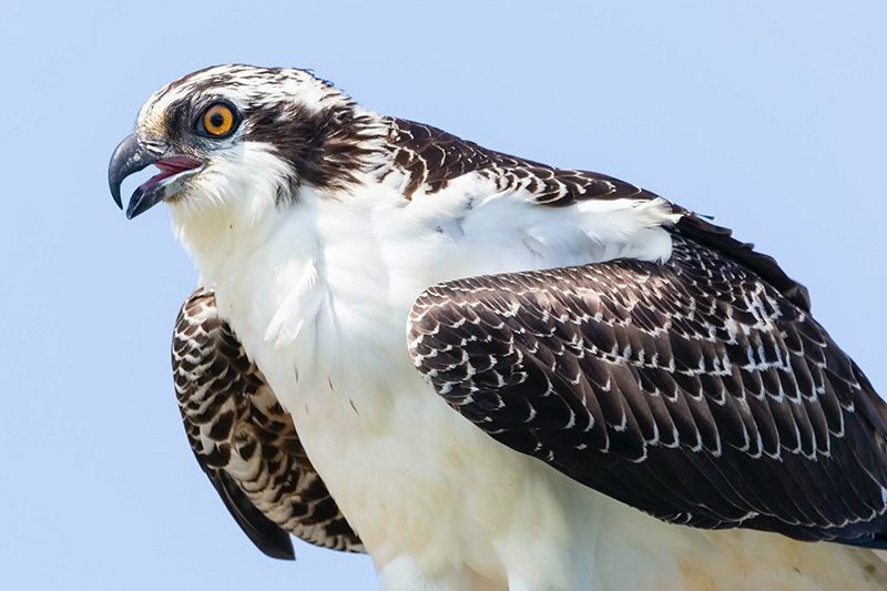 A close up of an osprey with its beak open