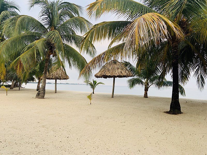 A beach with palm trees and thatched umbrellas