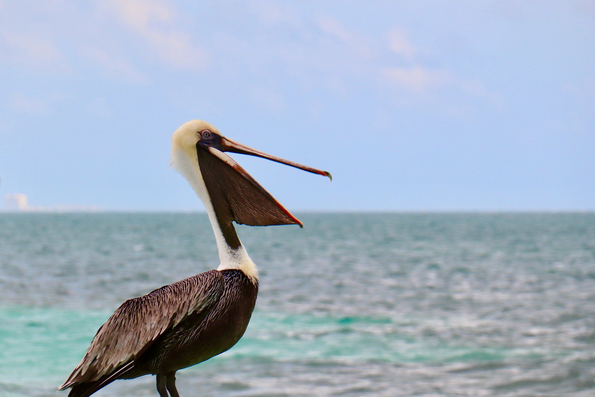 A pelican is standing on a beach near the ocean