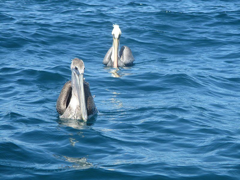 Two pelicans are swimming in the ocean.