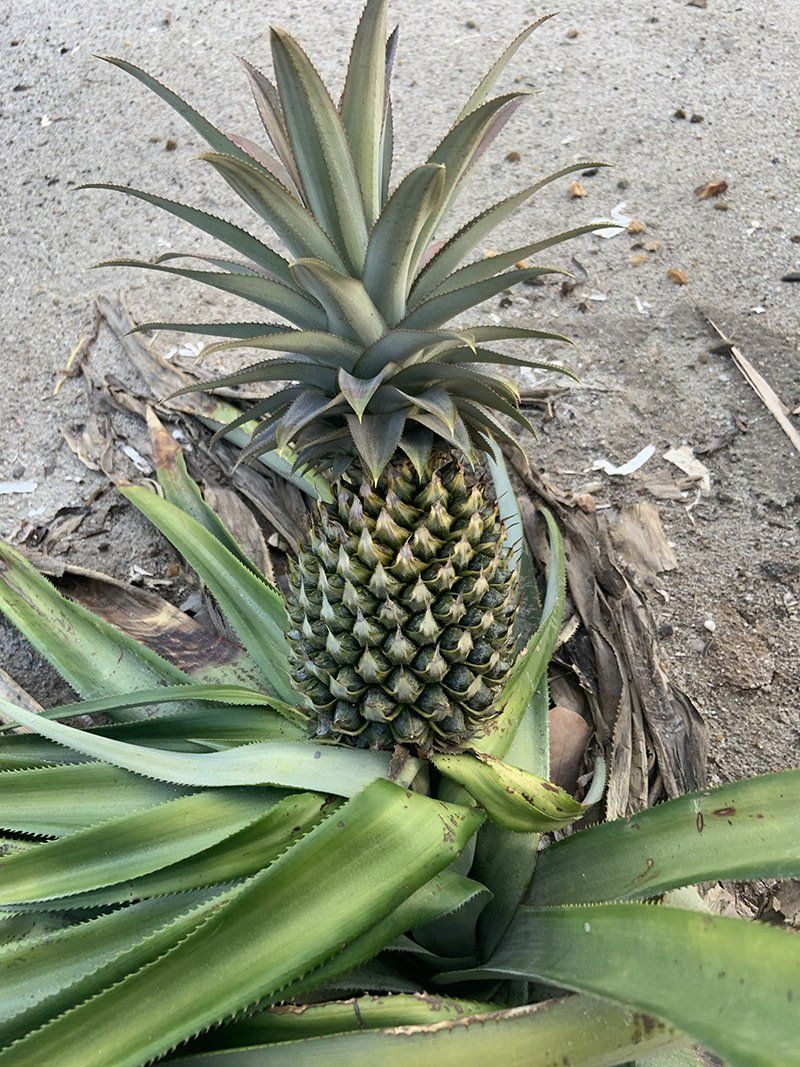 A pineapple is growing in the dirt on the ground.