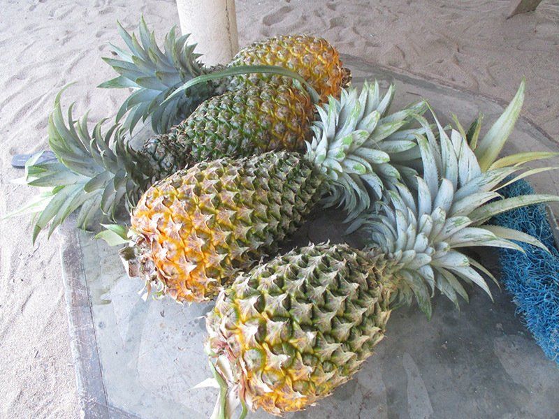 A bunch of pineapples are sitting on a table