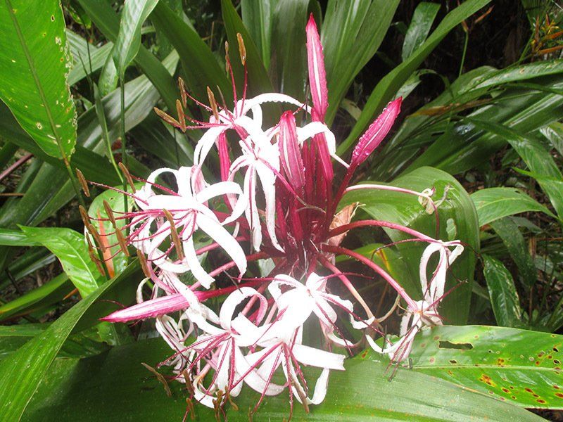A close up of a pink and white flower surrounded by green leaves