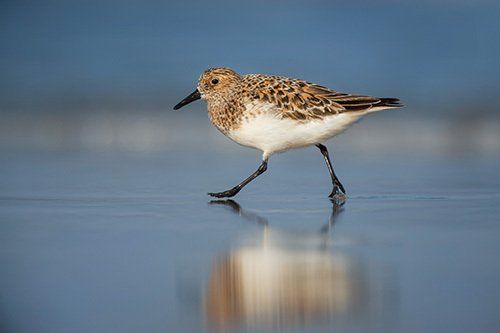 A small brown and white bird is walking on the beach.