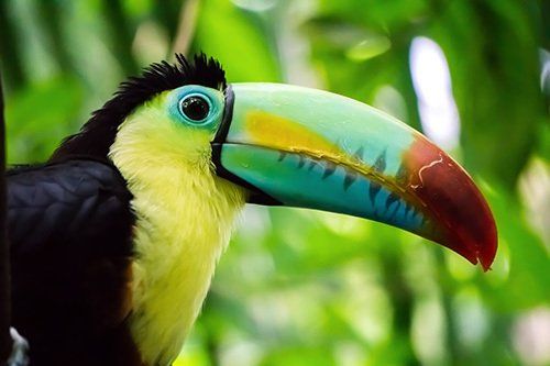 A close up of a toucan with a colorful beak