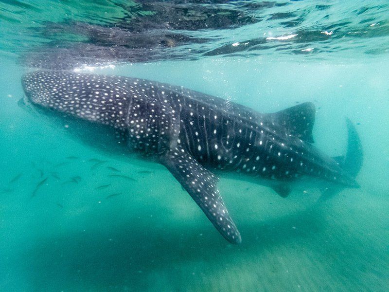A large whale shark is swimming in the ocean.