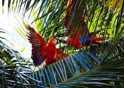 Two red parrots are sitting on a palm tree branch.