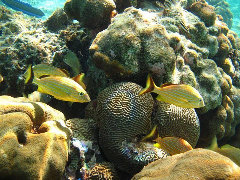 A group of fish are swimming around a coral reef