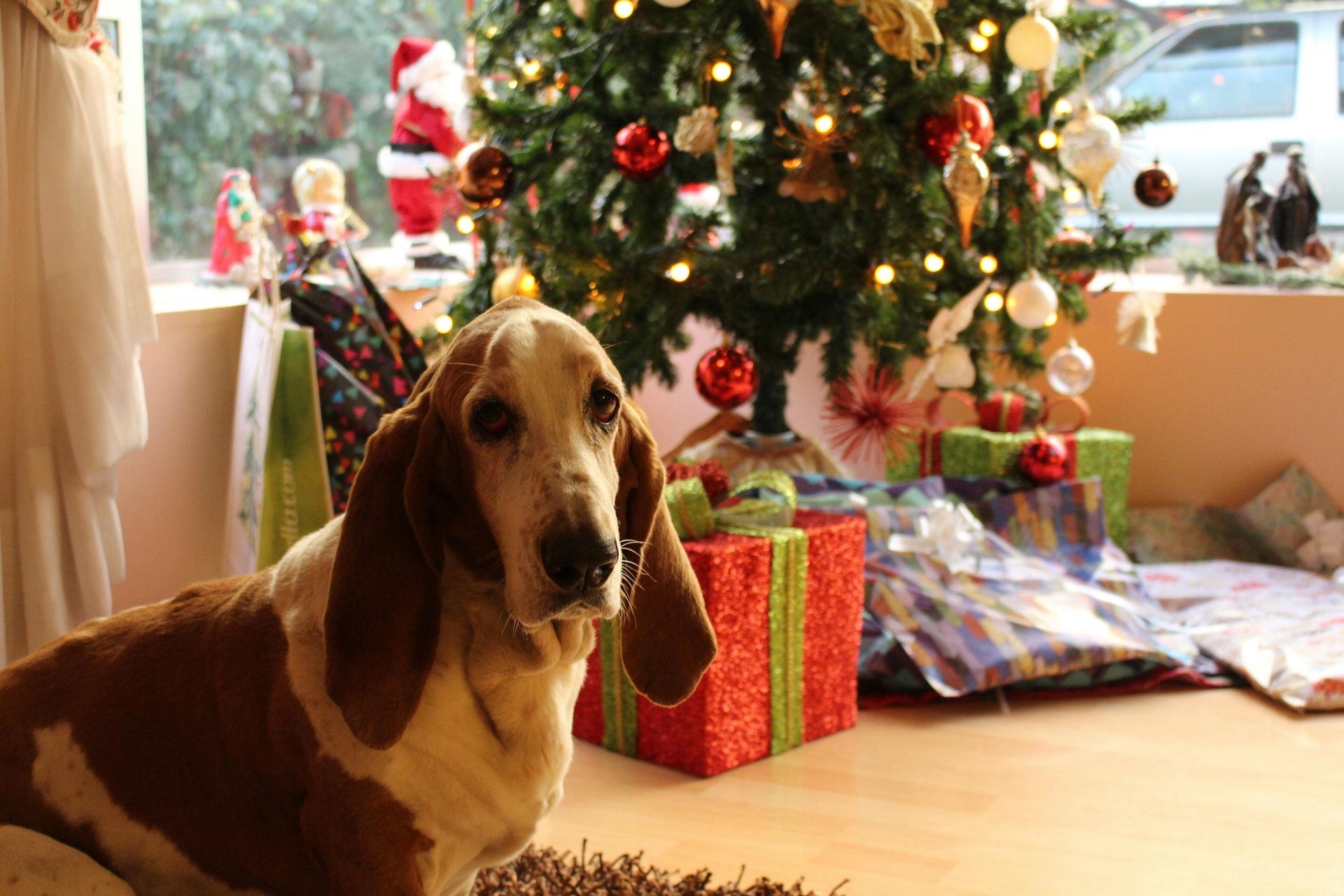 Basset hound dog sits in front of a Christmas tree with presents and decorations.