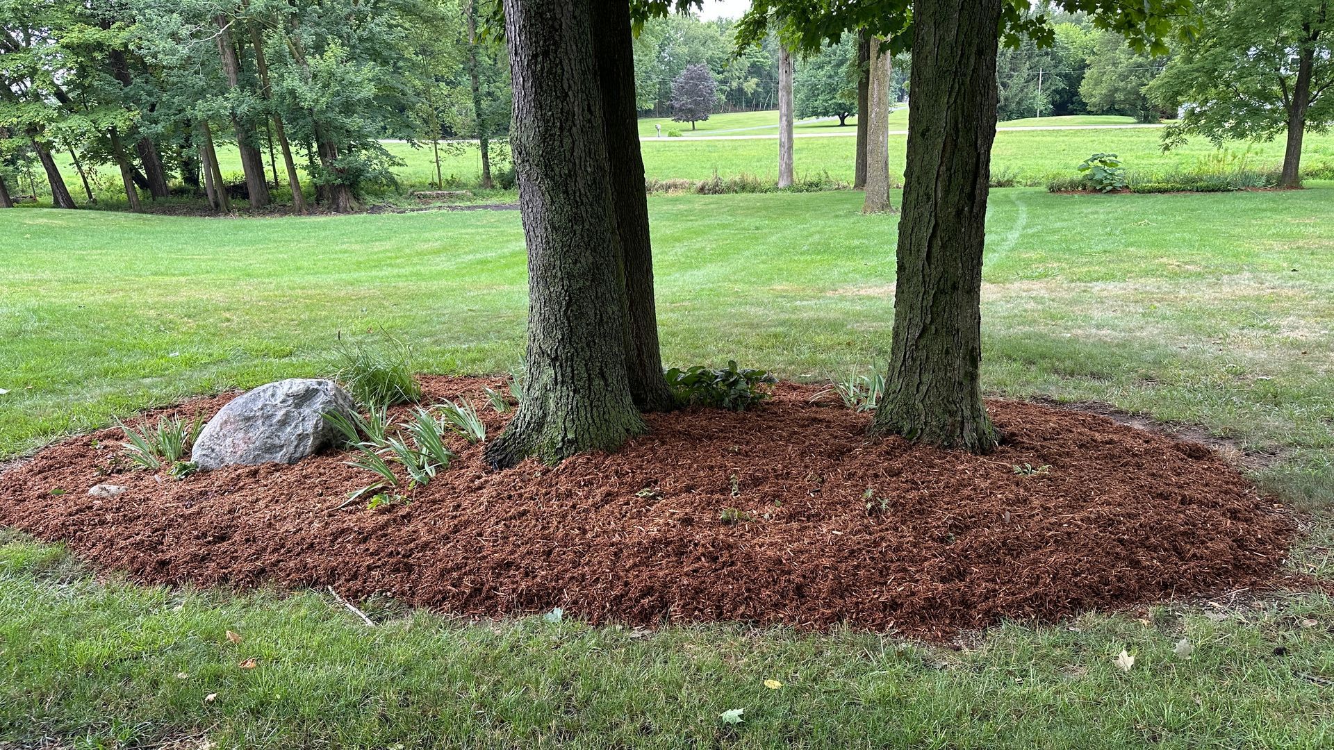 Mulched tree ring with two tree trunks and a small rock in a grassy park area