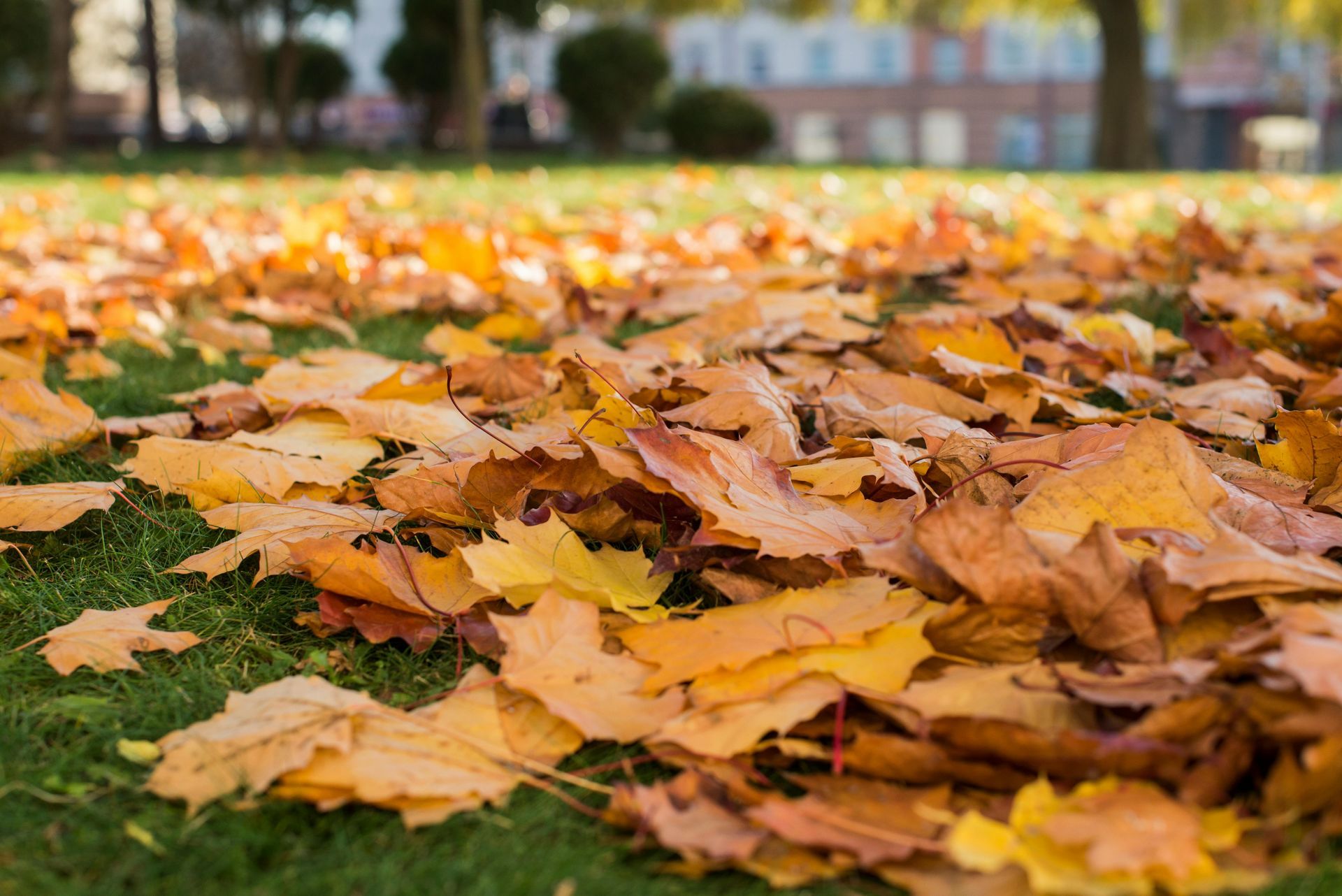 A pile of orange autumn leaves on green grass in a park