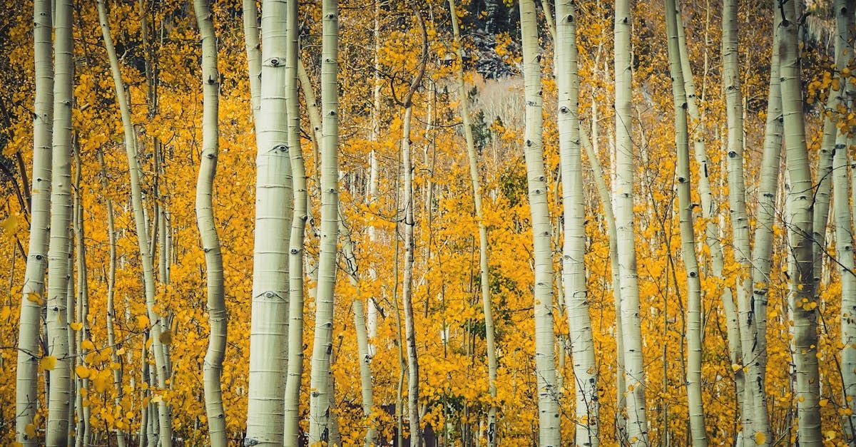 A forest of aspen trees with yellow leaves in autumn