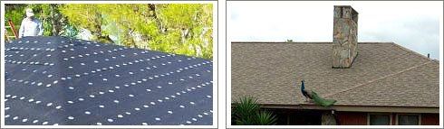 shingle roof services