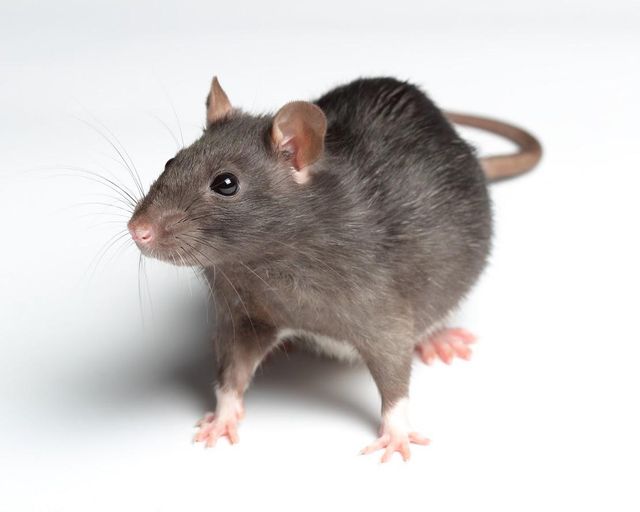 Rodents In Your Ductwork What You Need To Know