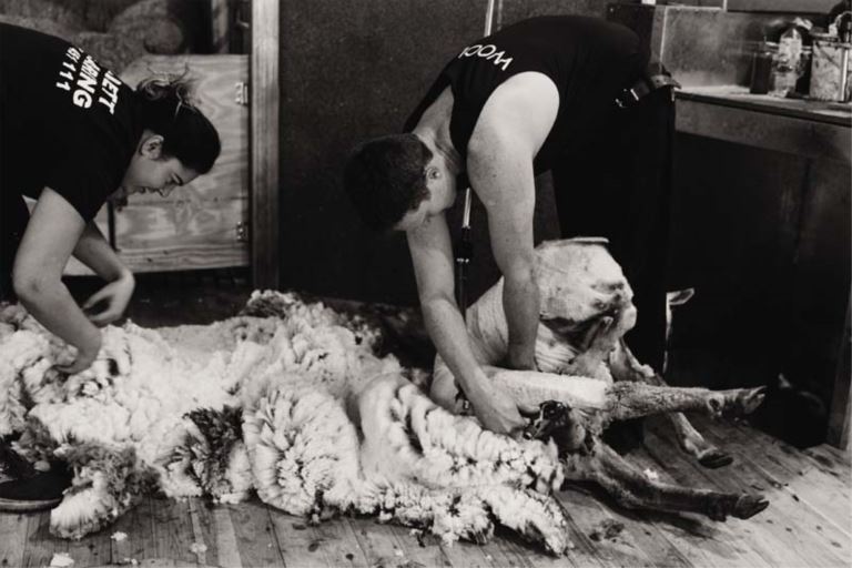 barrett shearing