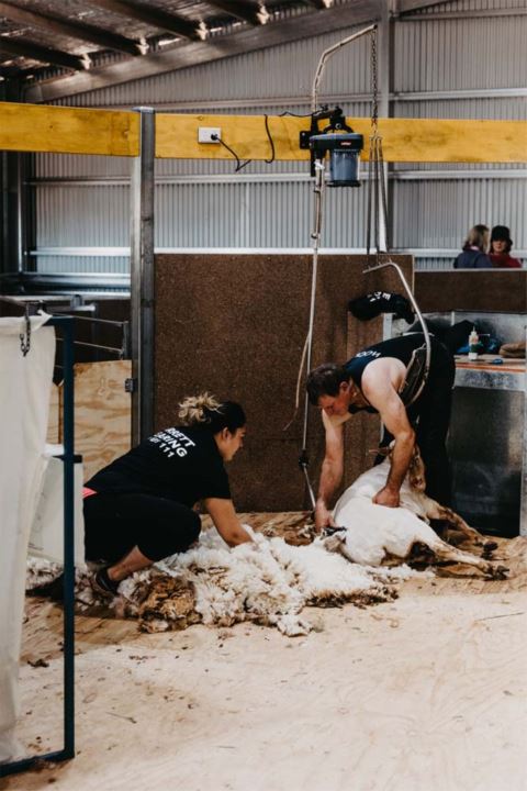 barrett shearing