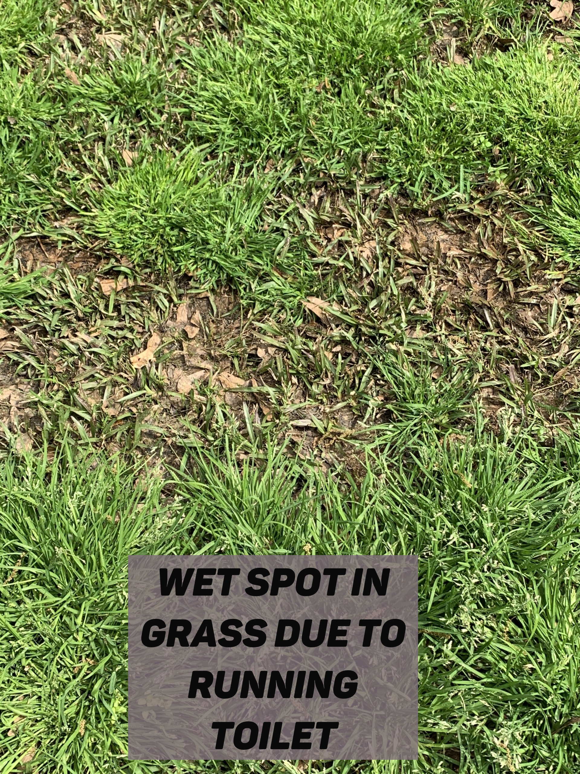 Wet spot in the yard..don't panic