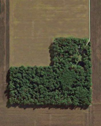 Aerial view of a green L-shaped tree patch in a brown agricultural field.