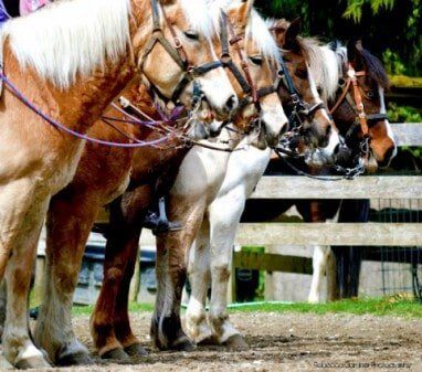 Horses in a row - horse riding in Olalla, WA