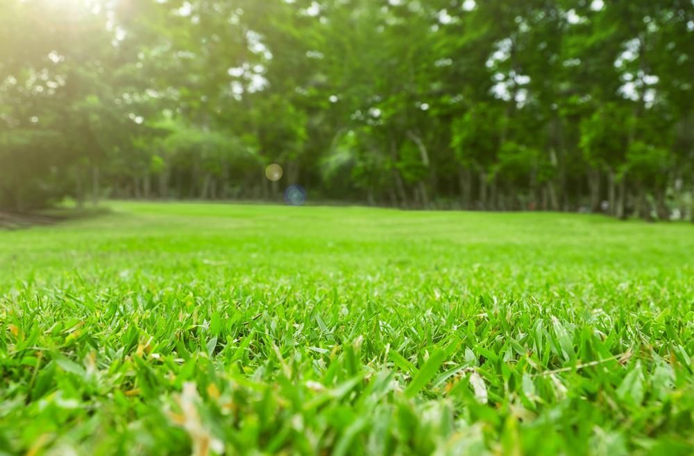 A Close Up of a Lush Green Field With Trees in the Background — 4WD Slashing & Large Area Mowing In Ballina, NSW