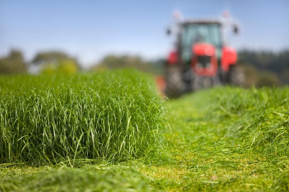 A Red Tractor is Cutting Grass in a Field — 4WD Slashing & Large Area Mowing In Lennox Head, NSW