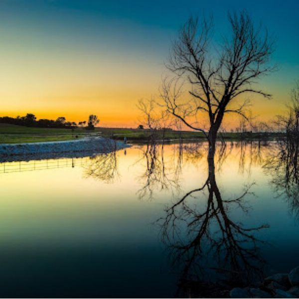 A tree is reflected in the water at sunset