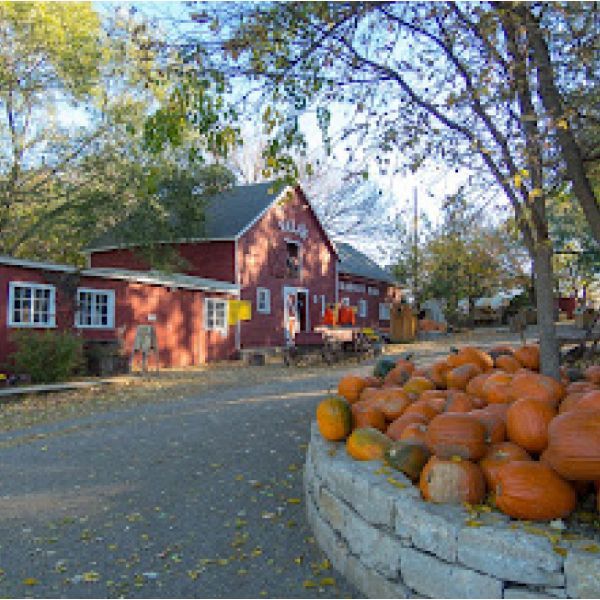 A pile of pumpkins sits in front of a red barn