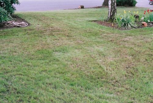 Cleaned green grass lawn