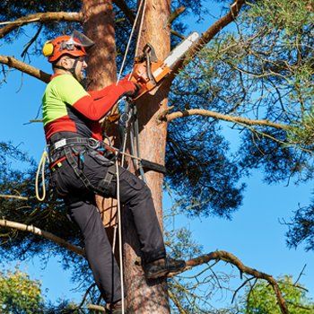 Stump Removal — Lumberjack Removes a Branch of Tree in Hadley, NY