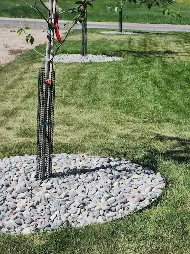 A tree is sitting in the middle of a lush green field surrounded by rocks.
